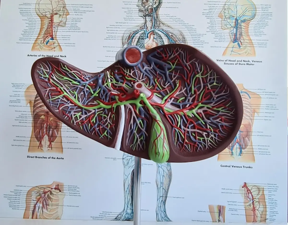 liver regeneration medical illustration